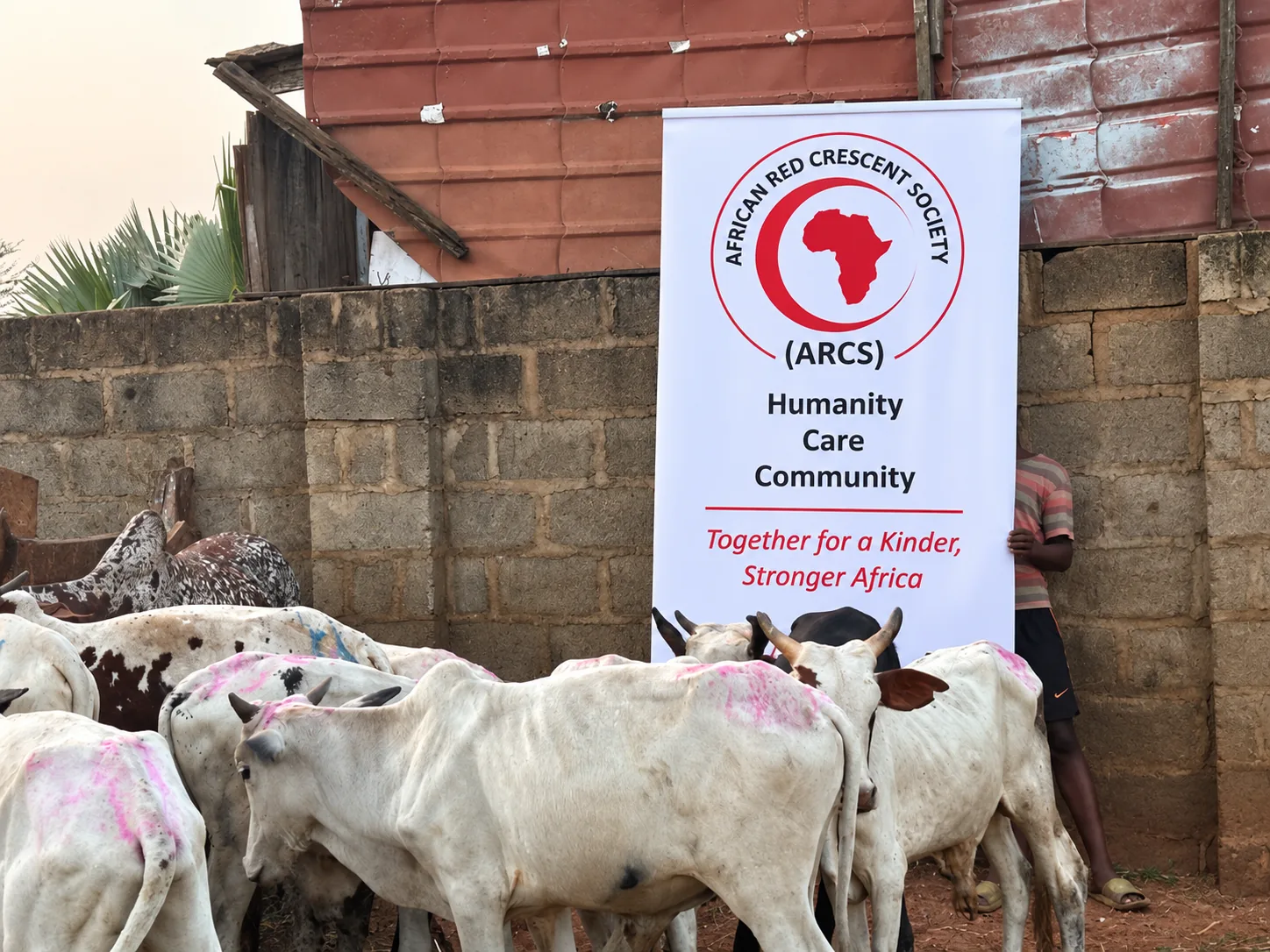 ARCS Qurbani and livestock support programme